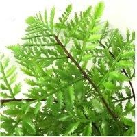 Leaf Design UK Artificial Realistic Potted House Plants,30cm