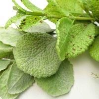 Artificial Hanging Trailing Plant Mint Leaf Garland Plant
