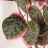 Artificial Potted Hanging Trailing Plant Pink Plant - String of Hearts