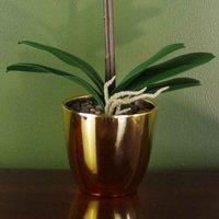 Leaf 46cm Artificial Orchid White/Gold
