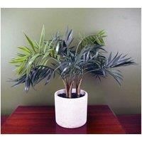 LARGE PALM Tropical Plants for Home or Office Display - Bamboo, Yukka, Mango