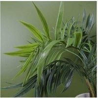 LARGE PALM Tropical Plants for Home or Office Display - Bamboo, Yukka, Mango