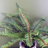 Fern Foliage Grass Artificial Plants Realistic Foliage Home Office Leaf Design