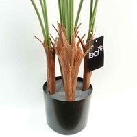 LARGE PALM Tropical Plants for Home or Office Display - Bamboo, Yukka, Mango