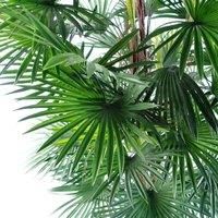 Fan Palm Artificial Tree  120cm