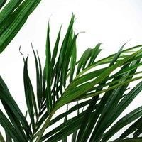 Kentia Palm Artificial Tree 150cm - Realistic plant by Leaf