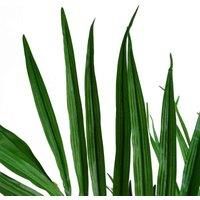 Leaf Large Artificial Tree, Silk, 130cm Kentia Palm