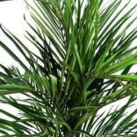 Leaf 250Cm Artificial Palm Tree in Pot 130.0 H x 100.0 W x 100.0 D cm