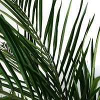 Leaf Large Artificial Palm Tree, 150cm Areca Natural