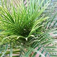 120cm Green UV Resistant Cycas Palm Tree with Natural Wood Trunk for Outdoors