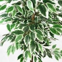 Leaf Artificial Tree/Plant, 150cm Variegated Ficus