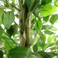 Artificial Ficus Tree Green Realistic 180cm Indoor Outdoor Home Office Decor
