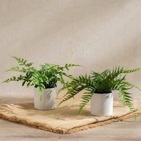 Set of 2 Artificial Ferns in Ceramic Plant Pots