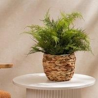 Scottish Everlastings Ltd Fern In Basket 43cm, Green