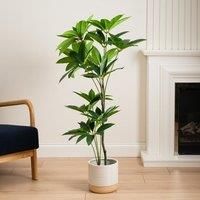 Scottish Everlastings Ltd Umbrella (Schefflera) Tree 125cm, Green
