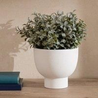 Scottish Everlastings Ltd Foliage In Footed Pot 37cm, Green