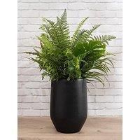Scottish Everlastings 102Cm Mixed Fern Container Black