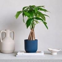 Money Tree House Plant in Elho Pot