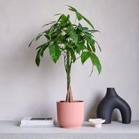 Money Tree House Plant in Elho Pot