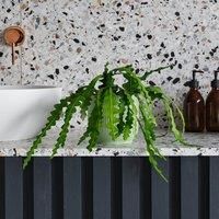 Fishbone Cactus House Plant in Elho Pot