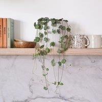 String Of Hearts House Plant in Elho Pot