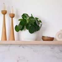 Chinese Money House Plant in Elho Pot
