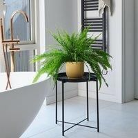 Boston Fern House Plant in Elho Pot