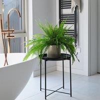 Boston Fern House Plant in Capri Pot