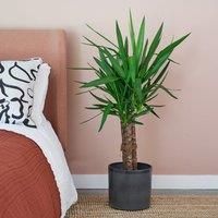 Yucca House Plant in Capri Pot