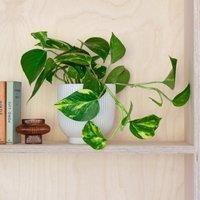 Devil's Ivy House Plant in Ribbed Pot