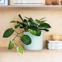 Artificial Pothos