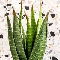 Artificial Aloe Vera Plant