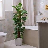 Devil's Ivy Moss Pole House Plant in Capri Pot