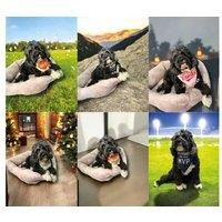 Set Of 6 Funny Pet Bandanas - Stylish, Durable, One Size Fits All