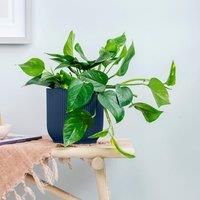 Trailing Devil's Ivy House Plant in Elho Vibes Pot
