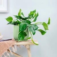 Trailing Devil's Ivy House Plant in Elho Vibes Pot