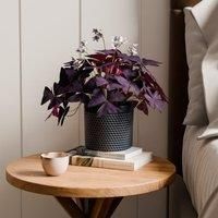 Oxalis House Plant in Capri Pot