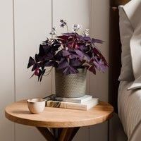 Oxalis House Plant in Capri Pot