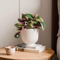 Tradescantia Nanouk House Plant in Ribbed Ceramic Pot