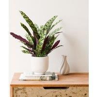 Calathea Lancifolia House Plant in Ribbed Ceramic Pot