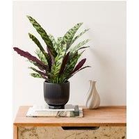 Calathea Lancifolia House Plant in Ribbed Ceramic Pot