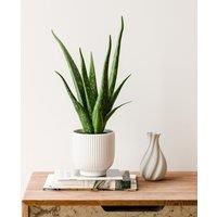 Aloe Vera House Plant in Ribbed Ceramic Pot