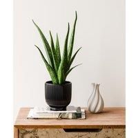Aloe Vera House Plant in Ribbed Ceramic Pot