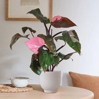 Philodendron Pink Princess in Ribbed Ceramic Pot