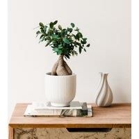 Ficus Ginseng House Plant in Ribbed Ceramic Pot