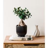 Ficus Ginseng House Plant in Ribbed Ceramic Pot