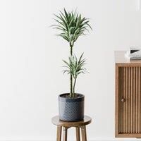 Dracaena Warneckei House Plant in Capri Pot