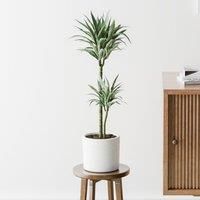 Dracaena Warneckei House Plant in Capri Pot