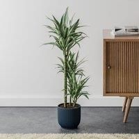 Dracaena Warneckei House Plant in Elho Pot