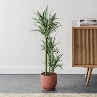 Dracaena Warneckei House Plant in Elho Pot